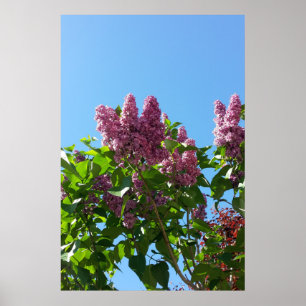 Syringa, Seringboom Poster