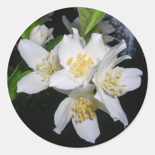 Syringa stickers (Voorkant)