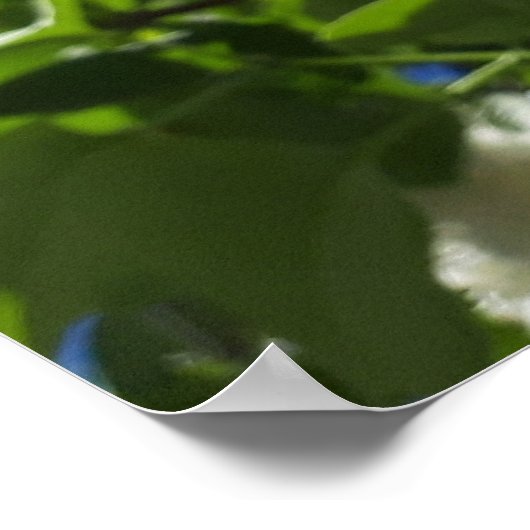 Syringa, wit Lila ventilator Poster (Hoek)