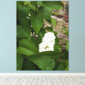 Syringa, witte Lila ventilator met regendruppels Canvas Afdruk (Insitu (Houten vloer))