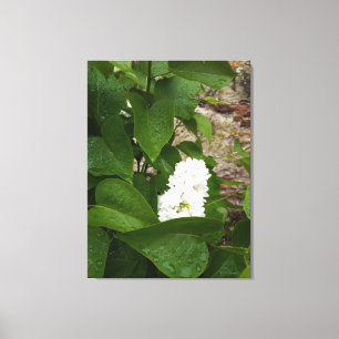 Syringa, witte Lila ventilator met regendruppels Canvas Afdruk