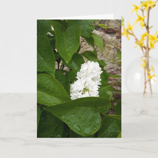 Syringa, witte Lila ventilator met regendruppels Kaart (Gele Bloem)