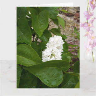 Syringa, witte Lila ventilator met regendruppels Kaart