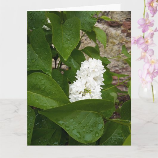 Syringa, witte Lila ventilator met regendruppels Kaart (Orchidee)