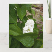 Syringa, witte Lila ventilator met regendruppels Kaart (Voorkant)