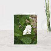 Syringa, witte Lila ventilator met regendruppels Kaart (Voorkant)