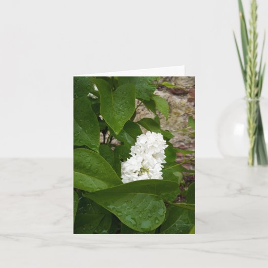 Syringa, witte Lila ventilator met regendruppels Kaart (Voorkant)