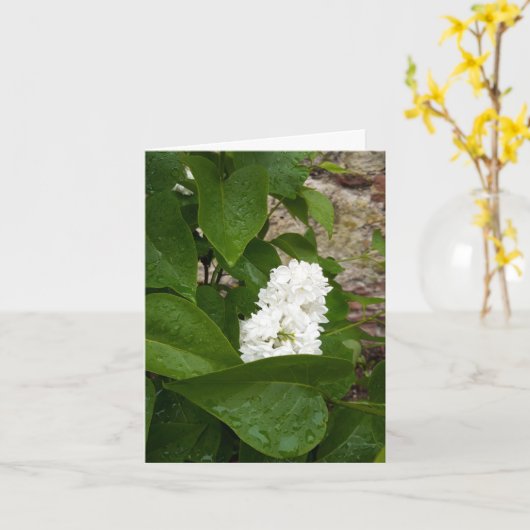 Syringa, witte Lila ventilator met regendruppels Kaart (Gele Bloem)