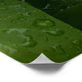 Syringa, witte Lila ventilator met regendruppels Poster (Hoek)