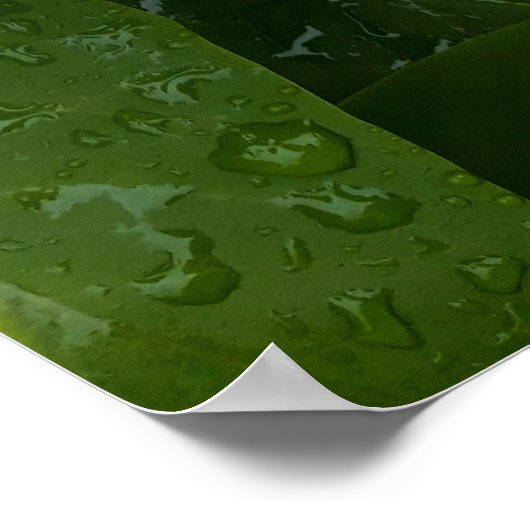 Syringa, witte Lila ventilator met regendruppels Poster (Hoek)