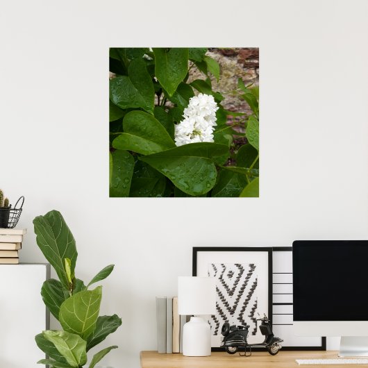 Syringa, witte Lila ventilator met regendruppels Poster (Thuiskantoor)