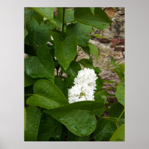 Syringa, witte Lila ventilator met regendruppels Poster