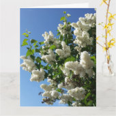 Syringa, witte Lila ventilatorboom Kaart (Gele Bloem)