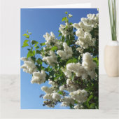 Syringa, witte Lila ventilatorboom Kaart (Voorkant)