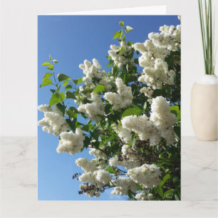 Syringa, witte Lila ventilatorboom Kaart