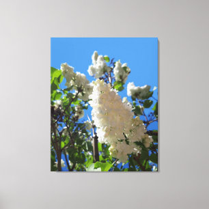 Syringa, witte Lila ventilatorstructuur Canvas Afdruk