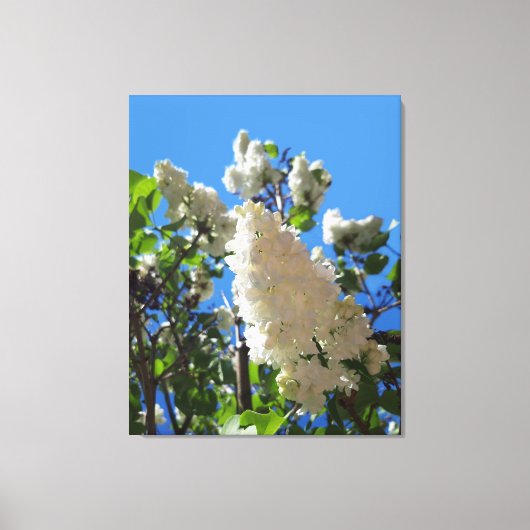 Syringa, witte Lila ventilatorstructuur Canvas Afdruk (Voorkant)