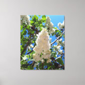 Syringa, witte Lila ventilatorstructuur Canvas Afdruk (Voorkant)