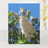 Syringa, witte Lila ventilatorstructuur Kaart (Gele Bloem)