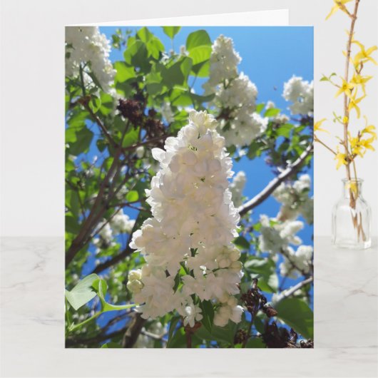 Syringa, witte Lila ventilatorstructuur Kaart (Gele Bloem)