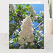 Syringa, witte Lila ventilatorstructuur Kaart (Voorkant)