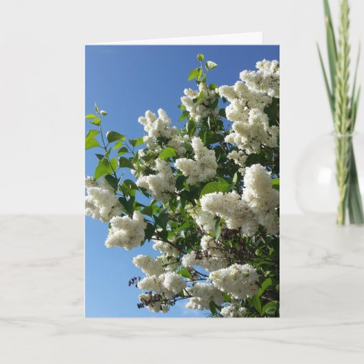 Syringa, witte Lila ventilatorstructuur Kaart (Voorkant)