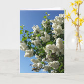 Syringa, witte Lila ventilatorstructuur Kaart (Gele Bloem)