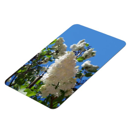 Syringa, witte Lila ventilatorstructuur Magneet (Linkerzijde)