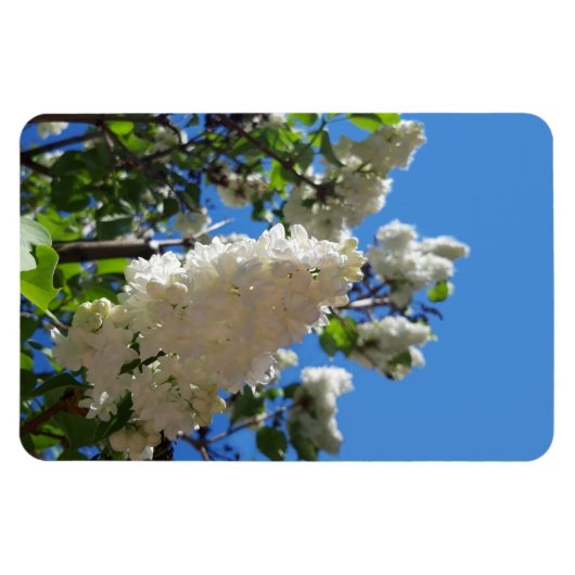 Syringa, witte Lila ventilatorstructuur Magneet (Horizontaal)