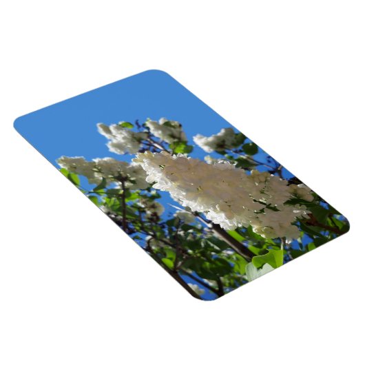 Syringa, witte Lila ventilatorstructuur Magneet (Rechterzijde)