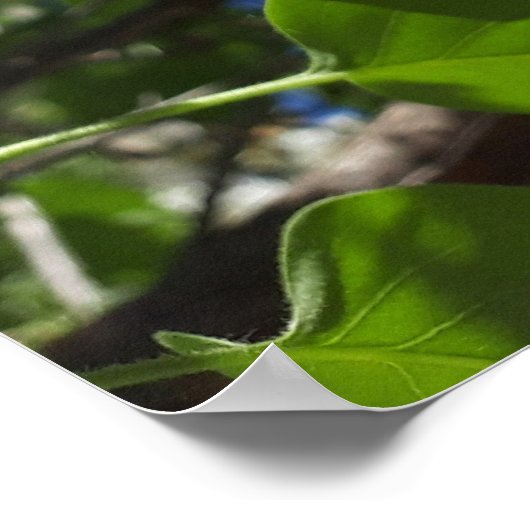 Syringa, witte Lila ventilatorstructuur Poster (Hoek)