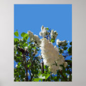 Syringa, witte Lila ventilatorstructuur Poster (Voorkant)