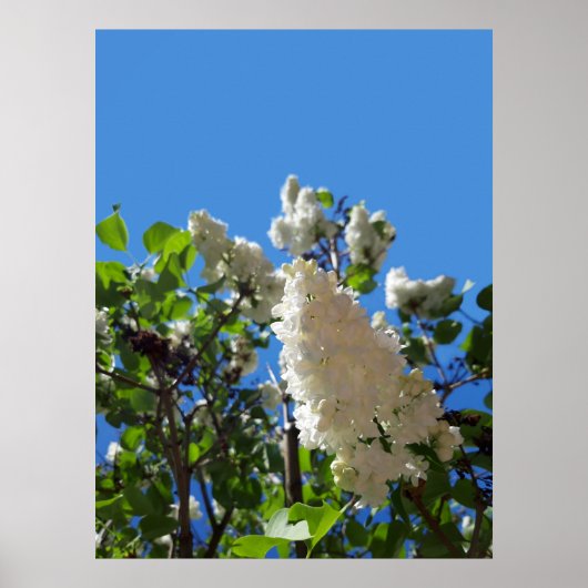Syringa, witte Lila ventilatorstructuur Poster (Voorkant)