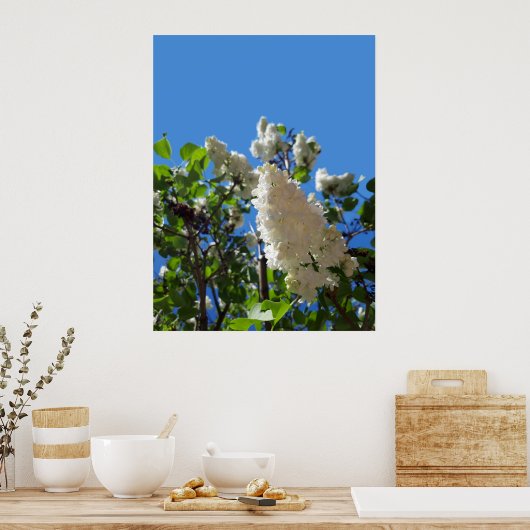 Syringa, witte Lila ventilatorstructuur Poster (Keuken)