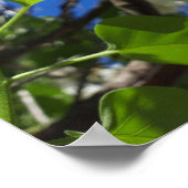 Syringa, witte Lila ventilatorstructuur Poster (Hoek)