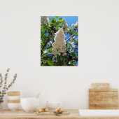 Syringa, witte Lila ventilatorstructuur Poster (Keuken)