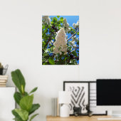 Syringa, witte Lila ventilatorstructuur Poster (Thuiskantoor)