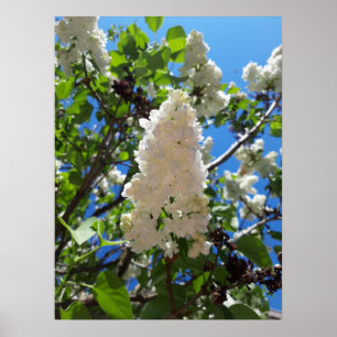 Syringa, witte Lila ventilatorstructuur Poster