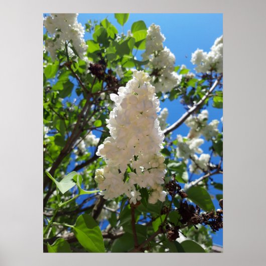 Syringa, witte Lila ventilatorstructuur Poster (Voorkant)