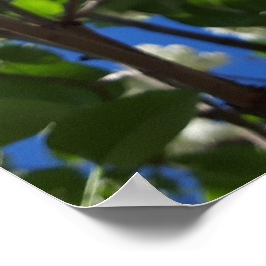 Syringa, witte Lila ventilatorstructuur Poster (Hoek)