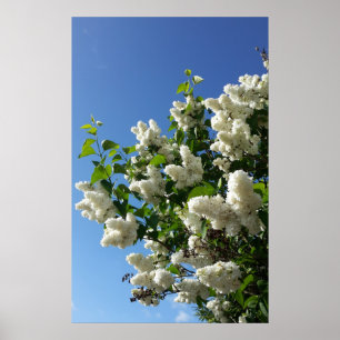 Syringa, witte Lila ventilatorstructuur Poster