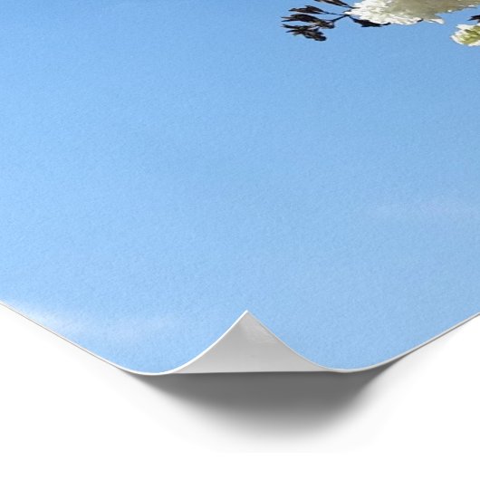 Syringa, witte Lila ventilatorstructuur Poster (Hoek)