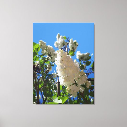 Syringa, Witte Sering Bloem Boom Canvas Afdruk (Voorkant)