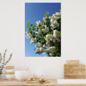 Syringa, Witte Sering Bloem Boom Poster (Keuken)