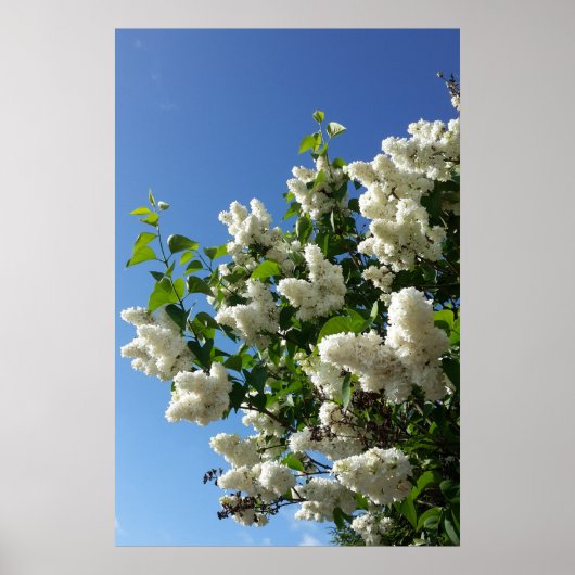 Syringa, Witte Sering Bloem Boom Poster (Voorkant)