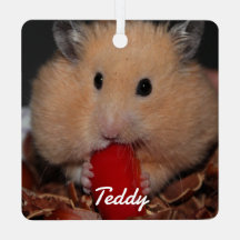 Syrische dichter Hamster - Standaardhamster - Crea