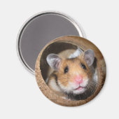 Syrische dichter Hamster - Standaardhamster - Tedd Magneet (Voorkant / Achterkant)