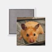 Syrische hamster up close koelkast magneet (Voorkant / Achterkant)