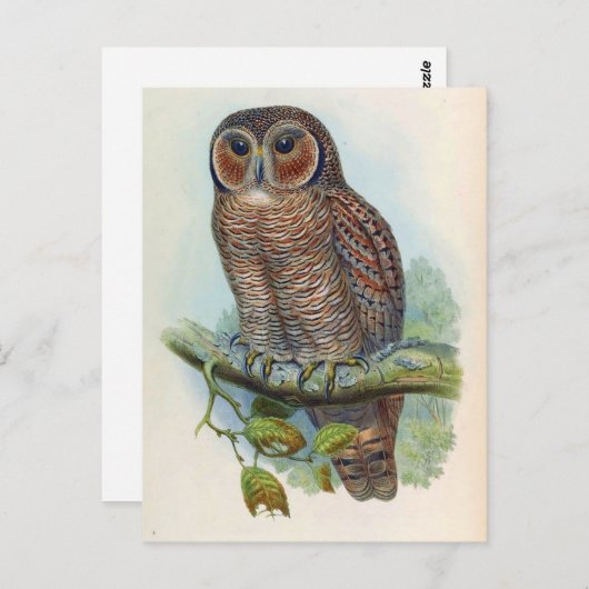 Syrnium Ocellatum (gehakt hout) Briefkaart (Voorkant / Achterkant)