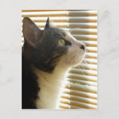 Syrus Briefkaart 001 (Voorkant)